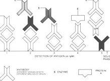 antigen detection antigen detection