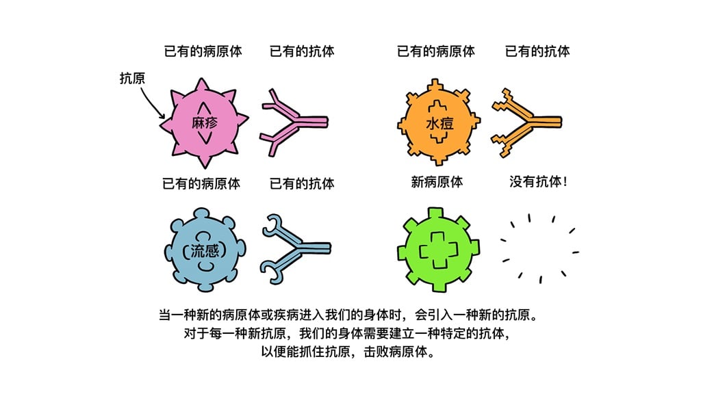 Vaccines Antibody illustration 01_29 Oct Vaccines Antibody illustration 01_29 Oct